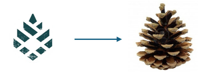 logo explications pomme de pin